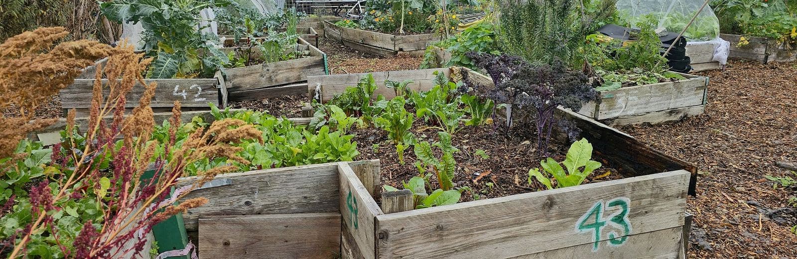 Carrés potagers en bois dans un jardin partagé