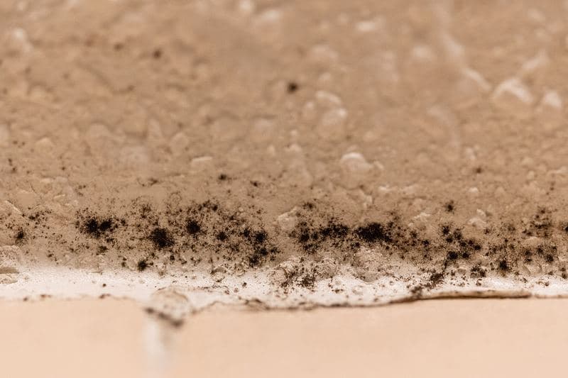 Moisissures noires le long d'un joint de douche