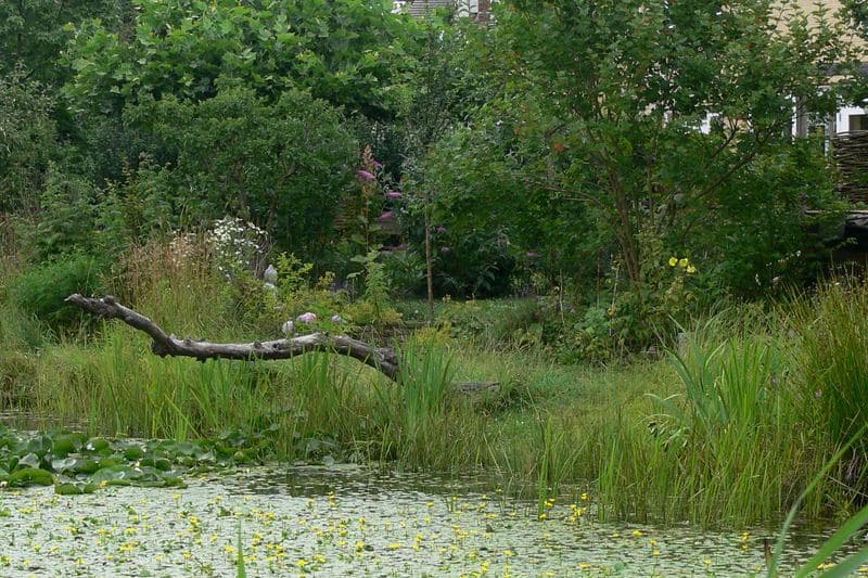 Mare plantée de roseaux et de nénuphars dans le quartier écologique EVA-Lanxmeer