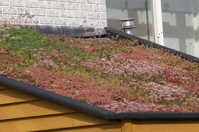 Toiture végétalisée de sedums sur un abri à bardage bois